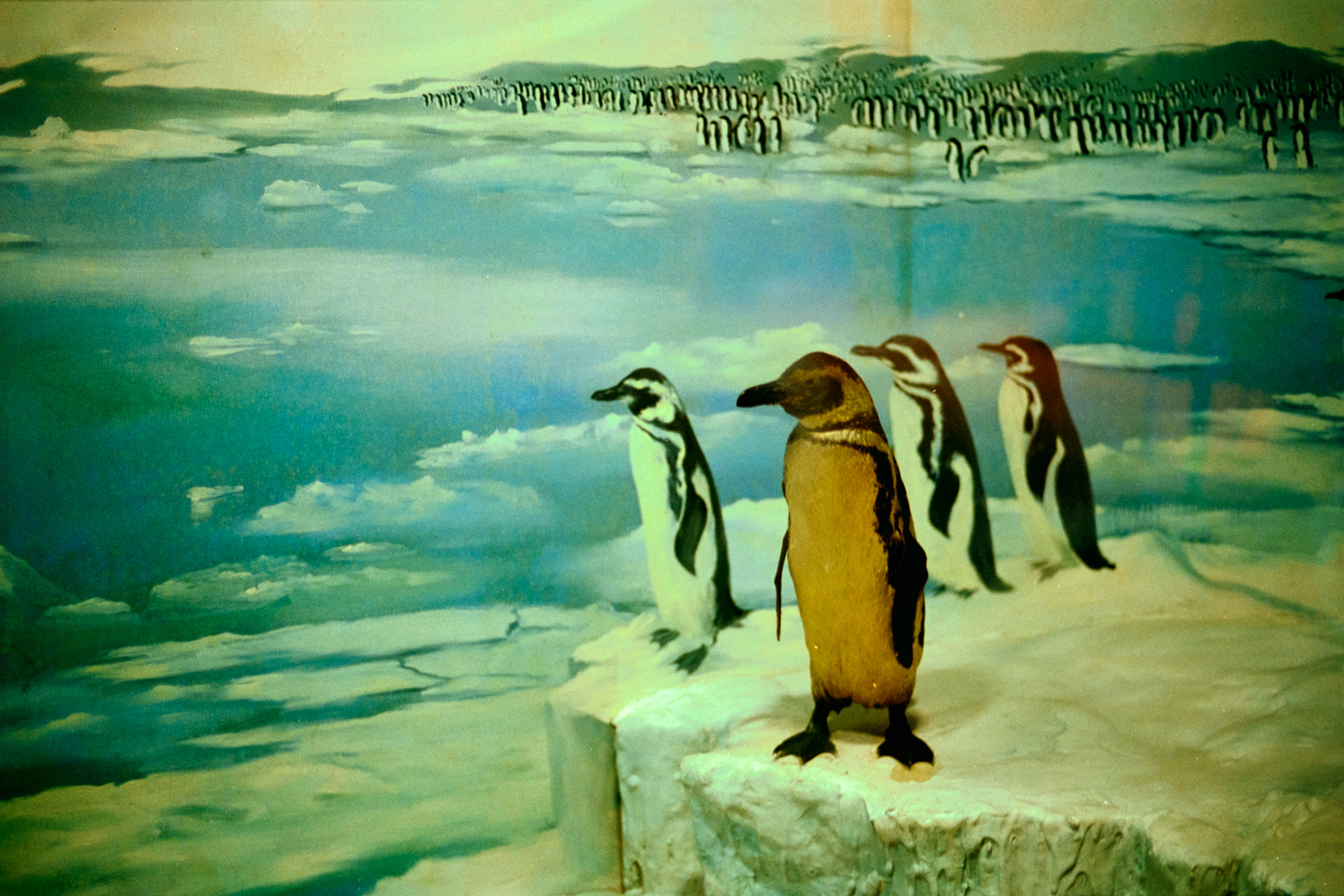 AHP film 2005 01 001 sc240825 img12 NLP